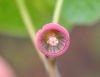 Show product details for Asarum sp. longirhizomatosum?